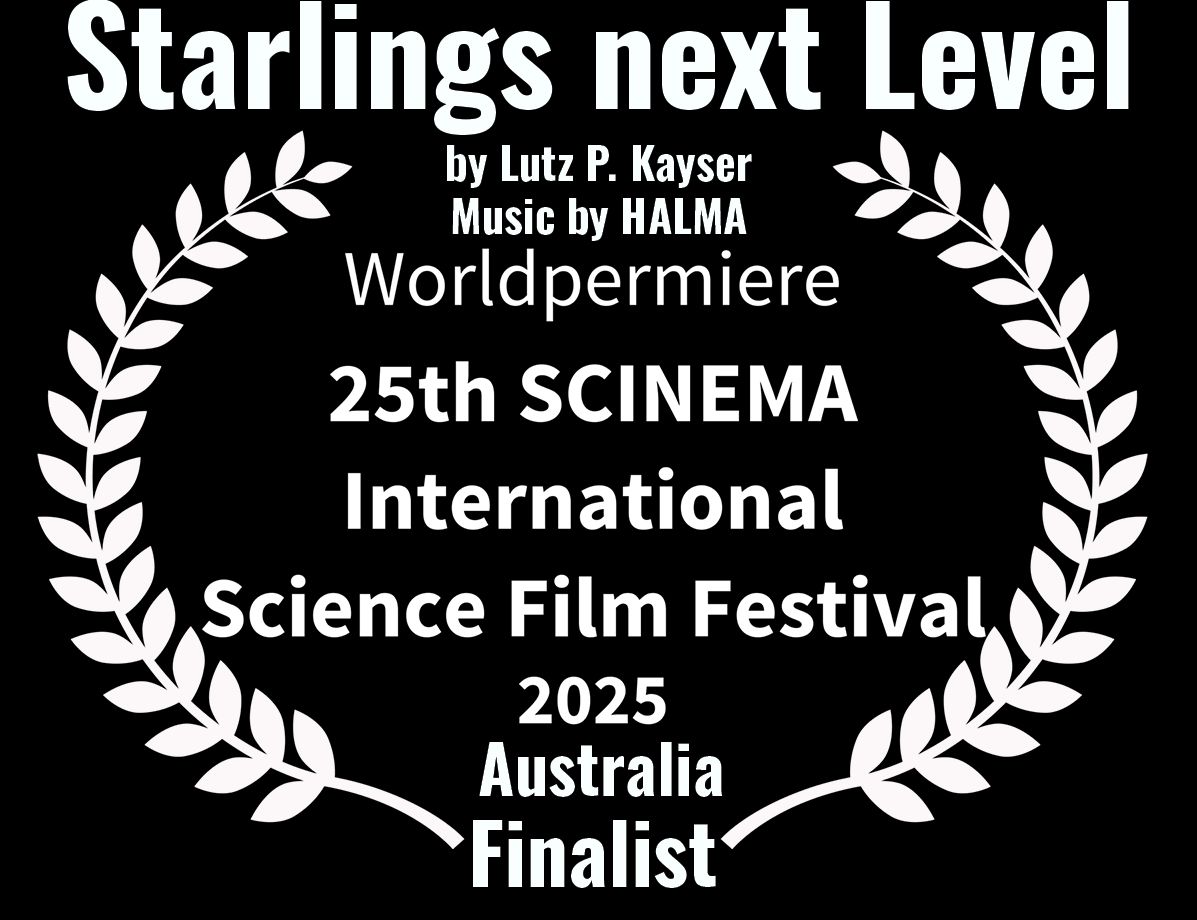 Starlings next Level: Basler Starenschwärme landen als Finalist zur Uraufführung in Australien - Sponsor gesucht