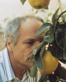 EL SOL DEL MEMBRILLO